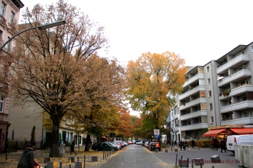 herbst-eichen-koloniestrasse-4 (1)